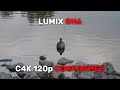 Lumix GH6 C4K 120p Conformed Sample Shots SDR