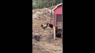 Juvenile Rooster Cock Fight