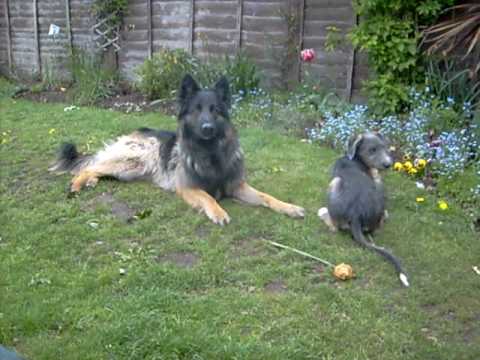 Vid 2nd May Ash and Rudi 003.avi