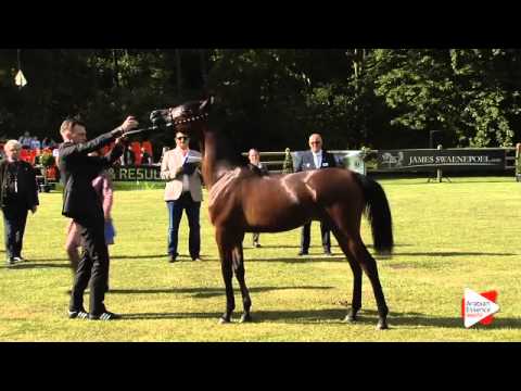 N.6 MAY - Bruges 2015 National - Yearling Fillies (Class 1)