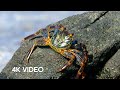Crab Vs Eel Vs Octopus 4K UHD Blue Planet II BBC Earth