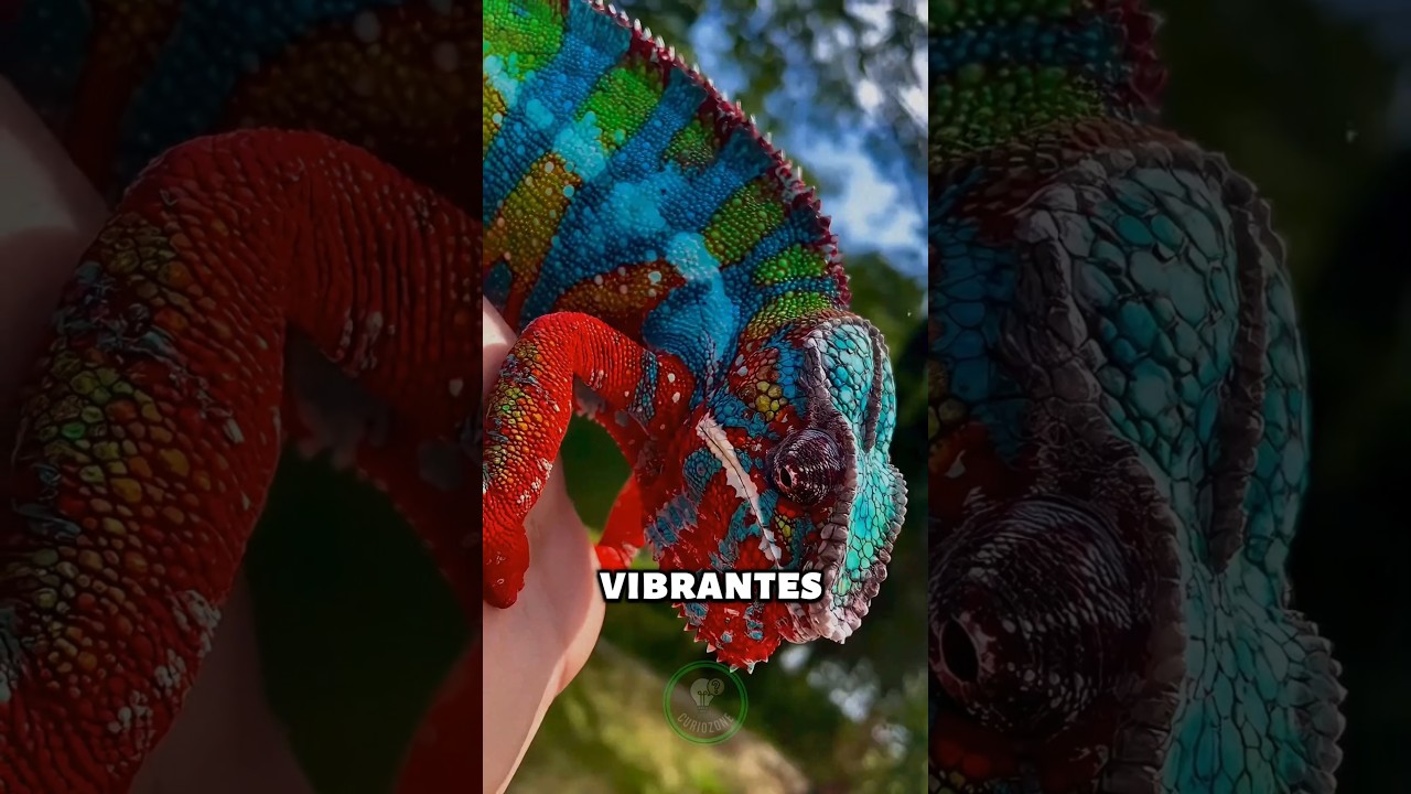 Three ANIMALS WITH INCREDIBLE COLORS THAT YOU DIDN'T KNOW