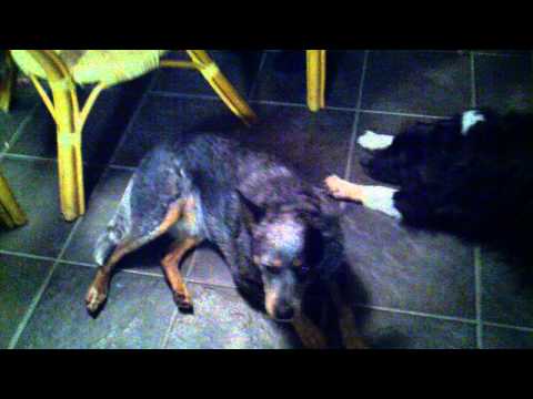 Topher jumps in and out of chair on command