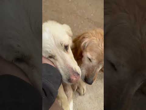 Ruin is making things difficult for us #dogs