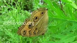 Peacock Pansy Butterfly, Uttarakhand