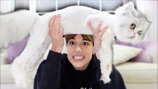 SHAVING MY CAT! 😱