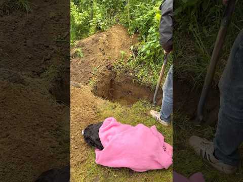 Rest in peace💔 Funeral for Angel😭 #shorts #horse #rip