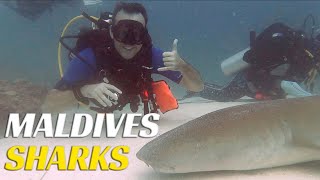 Scuba Diving With SHARKS In Maldives - Ep 83