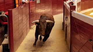 Pánico en el callejón: vaquillas (y algún toro) saltarinas en La Ribera