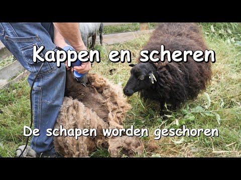 Kappen en scheren - De schapen worden geschoren