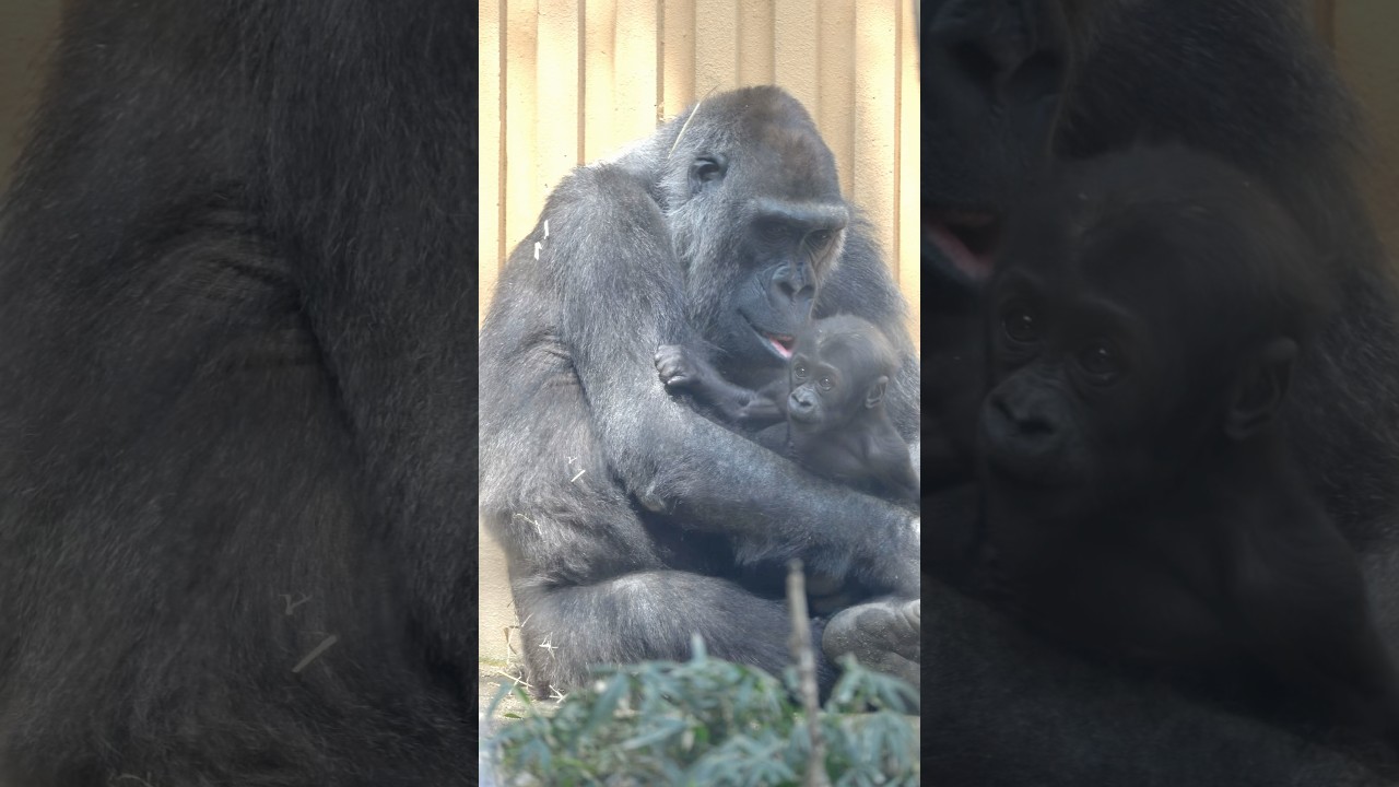 Baby gorilla SANTARO moving around in mother GENKI’s arms 🦍🦍 Kyoto City Zoo
