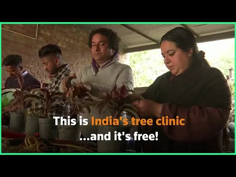 印度自然愛好者開設樹木診所 (Indian nature lover opens a tree clinic)