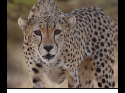 Inside the race to save the cheetah: A new campaign for survival