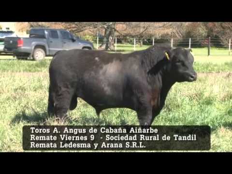 Remate de Cabaña Aiñarbe , el Viernes 9 de Octubre en la Sociedad de Tandil.