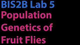 BIS2B Lab 5: Population Genetics of Fruit Flies