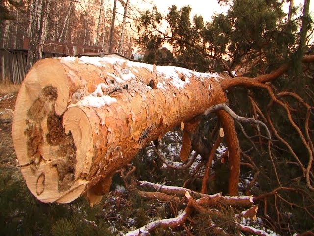 4 сосны + 1 береза = 1 миллион рублей?