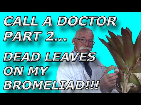Why are there dead leaves on my Bromeliad?