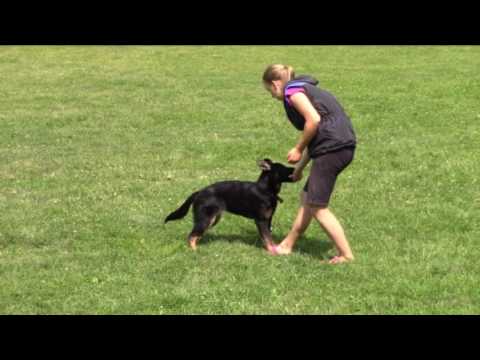Maffy z Jukasu - obedience training - 5 months