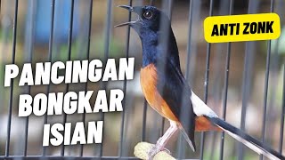 Download lagu MURAI BATU FULL ISIAN TEMBAKAN KASAR SANGAT AMPUH MEMANCING EMOSI MURAI BATU AGAR BONGKAR ISIAN mp3