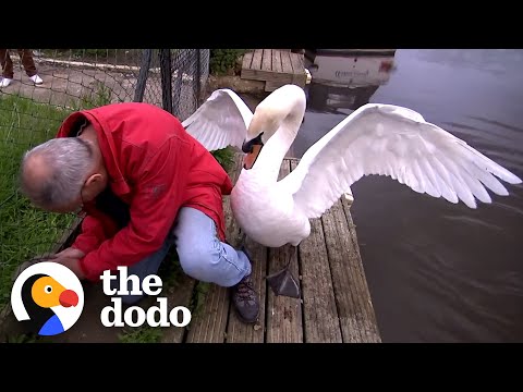 Swan Dad Won't Let This Guy Rescue His Baby | The Dodo