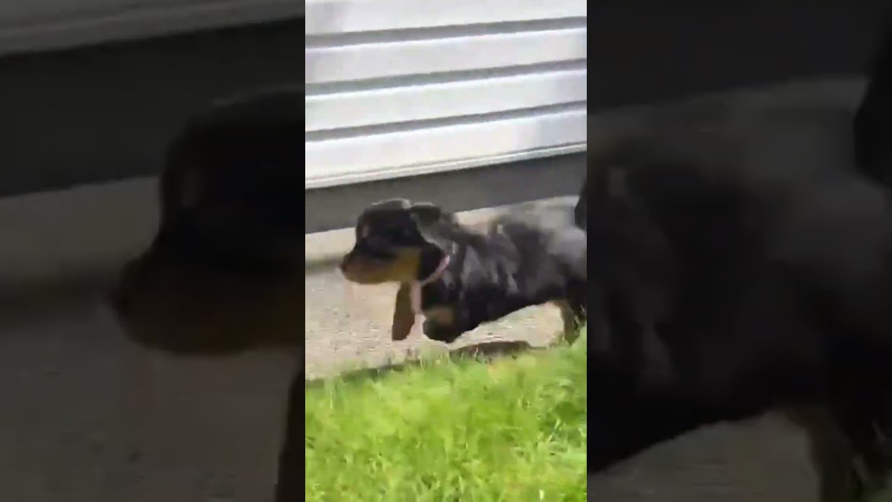 Enlarge Sweet Pea, an adopted mixed breed in Nanaimo , BC video 5/5