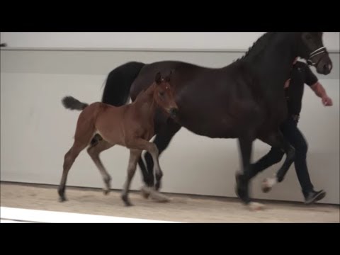 *2019 Hengst von Dimagico - Fidertanz