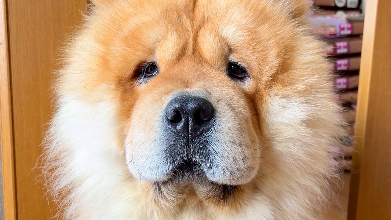 そろそろ散歩の時間では？と言わんばかりのチャウチャウ犬