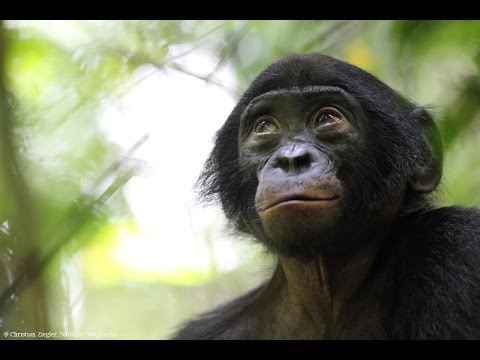 Save Endangered Bonobos in the Congo Rainforest