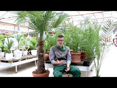 3 Tipps für  Palmen!