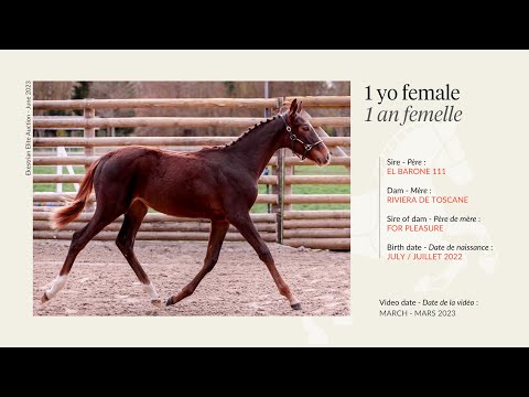 Lot 35 - Yearling female - El Barone 111 x Riviera de Toscane (by For Pleasure)