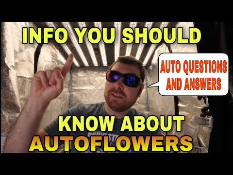 Info You Should Know About Autoflowers - Auto Questions and Answers