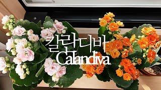 칼란디바 키우는 방법 공부해요.(Calandiva) succulents/多肉植物/たにくしょくぶつ 242화 #…
