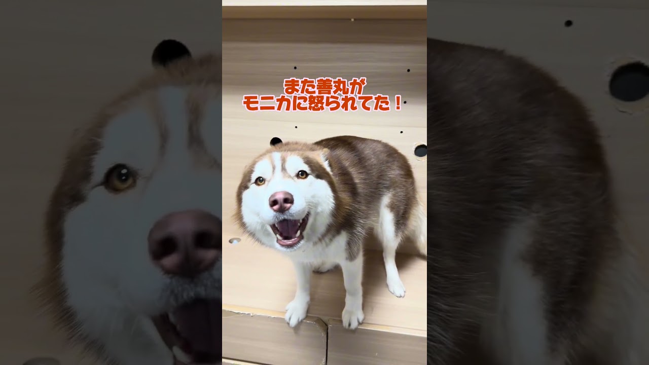 【お喋り】帰宅時のおかえり報告 #善スタショート #お喋りハスキー #シベリアンハスキー