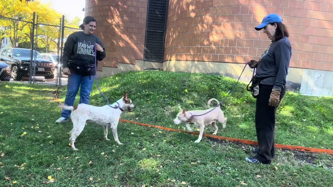Inaya's Leash Test