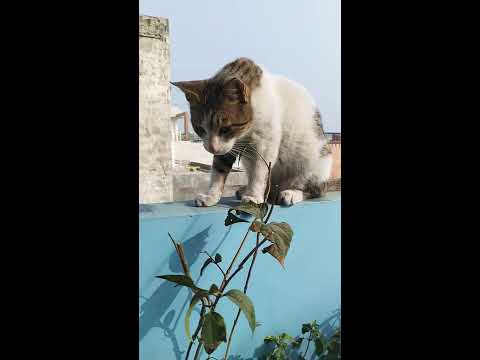 cute Lucky male kitten fighting and eating plant | Jasmine flower plant | haar singaar podha
