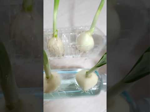 もうニンニクは買わないでください！ペットボトルでニンニクを栽培する方法は次のとおりです。 2 つのチュートリアル + ビデオ  庭園