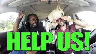 DOG ATTACKS US WHILE DRIVING!