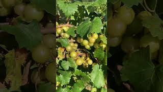 Hall Muscadine Review by Greg Ison