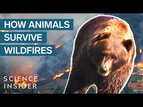 What Happens To Animals During A Wildfire