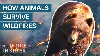 What Happens To Wild Animals During A Wildfire