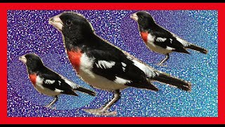 Download lagu Rose-breasted Grosbeak Song, Sound, Call, Chirp - Pheucticus Ludovicianus mp3