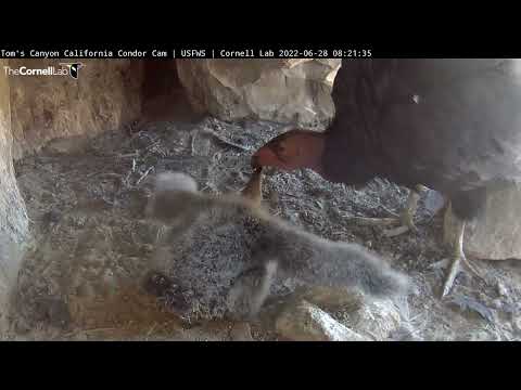 Adult California Condor Arrives And Feeds Nestling — June 28, 2022