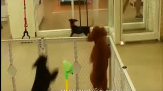 Cute - Bensound (No Copyright Music)