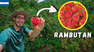 My favorite fruit in Honduras: Rambutan (Lychas) - This is how it's harvested! - Tela, Atlántida 🇭🇳🤤
