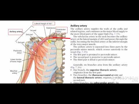 Axillary artery origin end