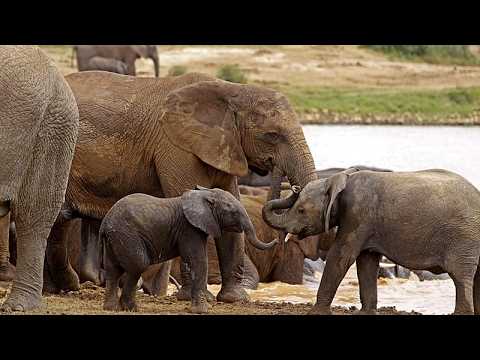WWF report says reason for hope despite wildlife population ...