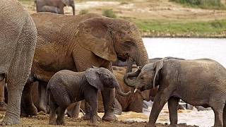 WWF report documents 73% wildlife decline across monitored populations globally