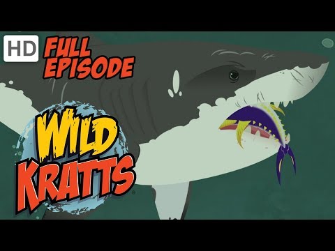Wild Kratts - Stuck on Sharks 🦈 (HD - Full Episode)