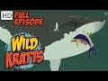 Wild Kratts Stuck On Sharks HD Full Episode