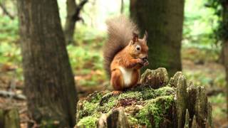 preview picture of video 'Brownsea Island (3 - edited)'
